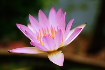 pink water lily