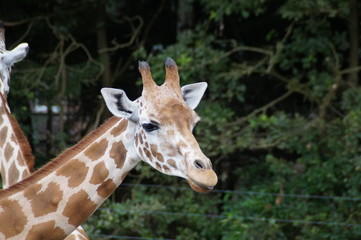 Giraffe up close
