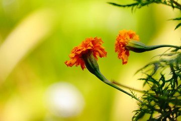 close up of a marigold flower blossoming in nature