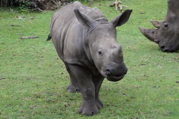 Foto op Plexiglas Baby Rhino © Ole