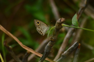 butterfly on leaf,butterfly,butterfly close up shot.