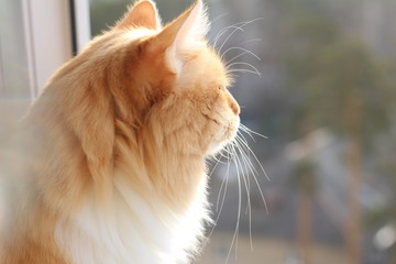 an orange cat with a white breast and a long mustache looks out the window