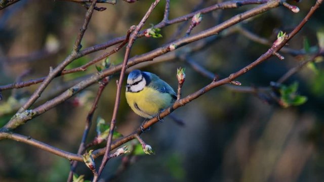 Blue tit sitting in the apple tree and sing, spring, (parus caeruleus), germany