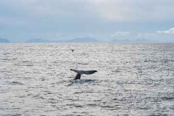 Fototapeta premium , - september 2019