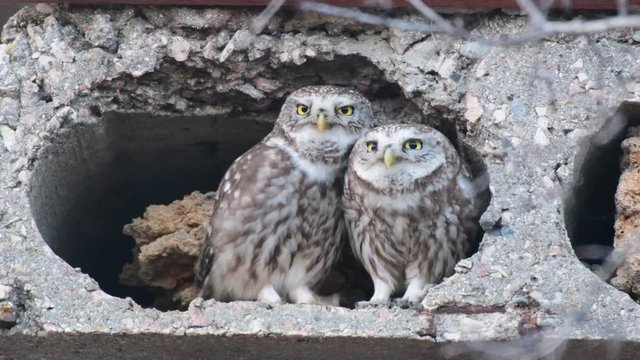 Two Owls are cooing at the burrow. Little owl (Athene noctua) Singing birds