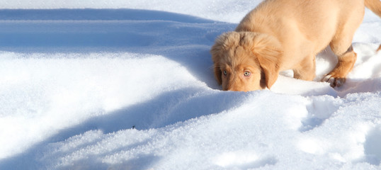 dog playing in snow with nose stuck in ground