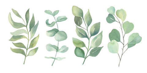 Watercolor floral illustration collection - green leaf set, for wedding stationary, wallpapers, greetings,  background. Watercolor  Eucalyptus, olive, green leaves. 