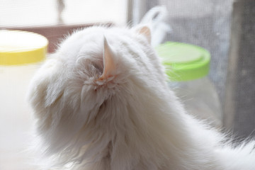 Persian cat is looking up