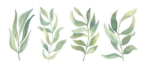 Naklejka na ściany i meble Watercolor floral illustration collection - green leaf set, for wedding stationary, wallpapers, greetings, background. Watercolor Eucalyptus, olive, green leaves. 