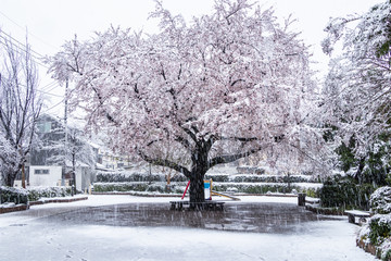 東京、春の公園に一本咲く雪桜の木