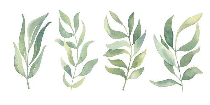Watercolor floral illustration collection - green leaf set, for wedding stationary, wallpapers, greetings,  background. Watercolor  Eucalyptus, olive, green leaves. 