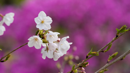 春の満開の桜の花