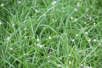 green grass background