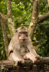 monkey sitting on a log in the jungle