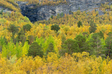 Fototapeta premium Yellow birch forest below a rock cliff at Kiruna, Sweden