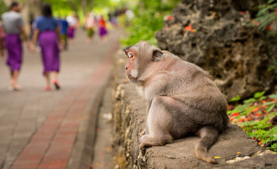 the monkey is sitting alone
