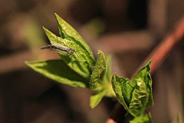 Colorful flowers in spring garden