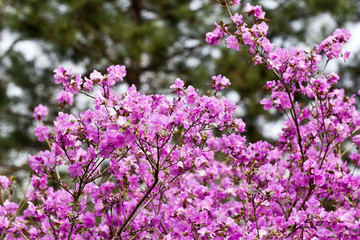 flowering branches of rhododendron against the background of the spring garden