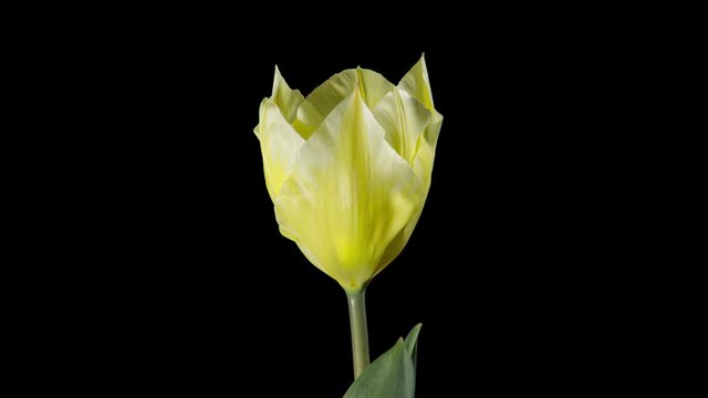 time lapse of yellow tulips on black background

