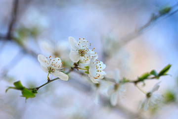 Colorful flowers in spring garden