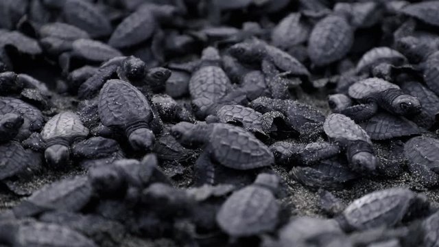A bunch of black baby turtles crawling over each other on a beach with dark sand. Low angle detail closeup shot on ground level