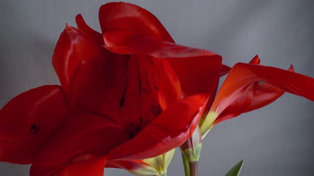 group of red flower tulips blooming timelapse, solid color background