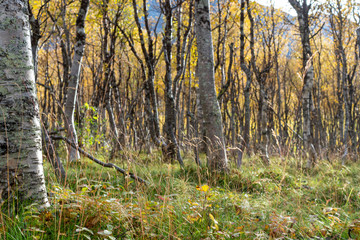 Kiruna, Sweden - september 2019
