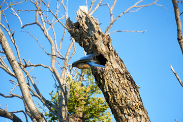 Male Eastern Bluebird (Sialia sialis) with wing spread departing nesting hole in Texas mesquite tree