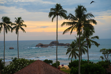 view of the indian ocean, palm trees, sunset