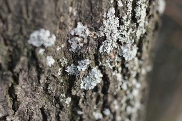 textured bark of an Apple tree with a growth in the form of moss
