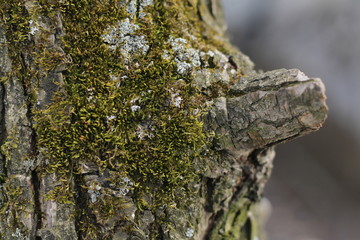 a branch of a tree on which green moss grows