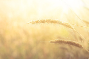 glass flower , Wheat field at sunrise