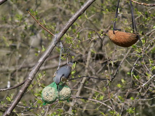 back of a nuthatch bird at bird feeder
