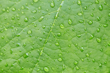 drop of water on a green leaves in a garden , Natural background