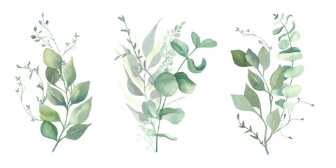 Watercolor green eucalyptus, olive  leaves. Watercolor floral illustration collection  - green leaf branches set for wedding stationary, wallpapers, background,  greetings. 