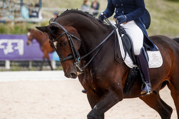 Equestrian sport - dressage