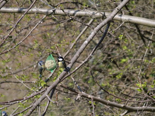 great tit and blue tit bird sharing food at bird feeder