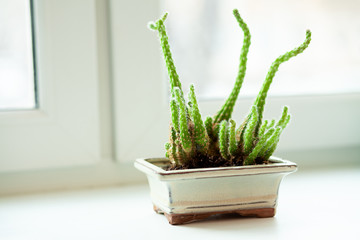 Cactus (succulent) "stone rose" in a pot dinosaur on a white window background