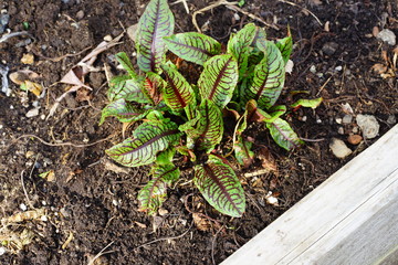 Green leaves with dark red veins of the blood dock red sorrel plant rumex sanguineus