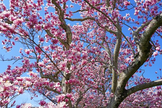 Pink flowers of a saucer magnolia tree in bloom in the spring