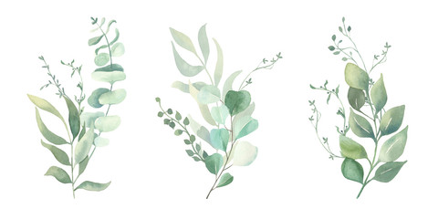 Watercolor green eucalyptus, olive  leaves. Watercolor floral illustration collection  - green leaf branches set for wedding stationary, wallpapers, background,  greetings. 