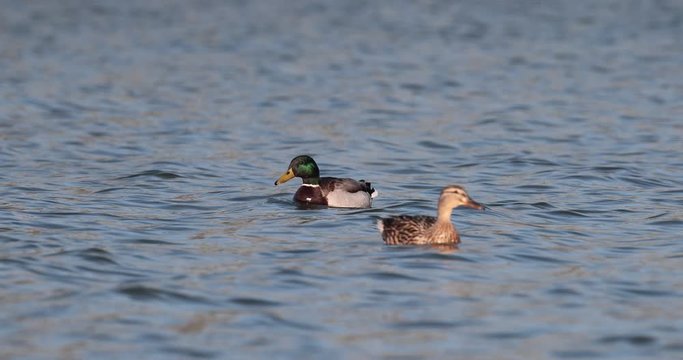 couple de canard colvert sur l'eau
