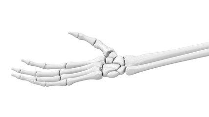 The skeletal hand. 3D Illustration.
