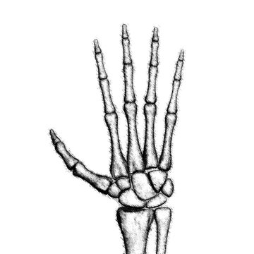 The drawn skeletal hand. Illustration.