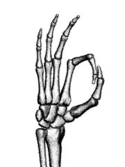 The drawn skeletal hand. Illustration.