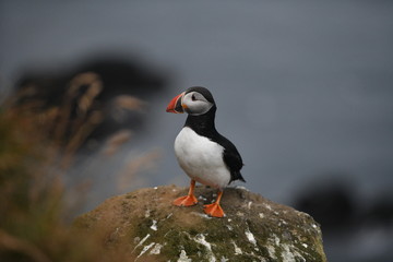 atlantic puffin or common puffin