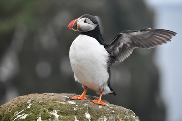 atlantic puffin or common puffin