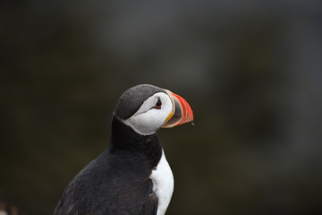 atlantic puffin or common puffin