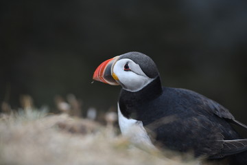 atlantic puffin or common puffin