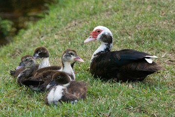 Mom muscovy duck with brownish black and white feathers, red eye patch, and yellow beak is watching with love over her four ducklings on green grass.